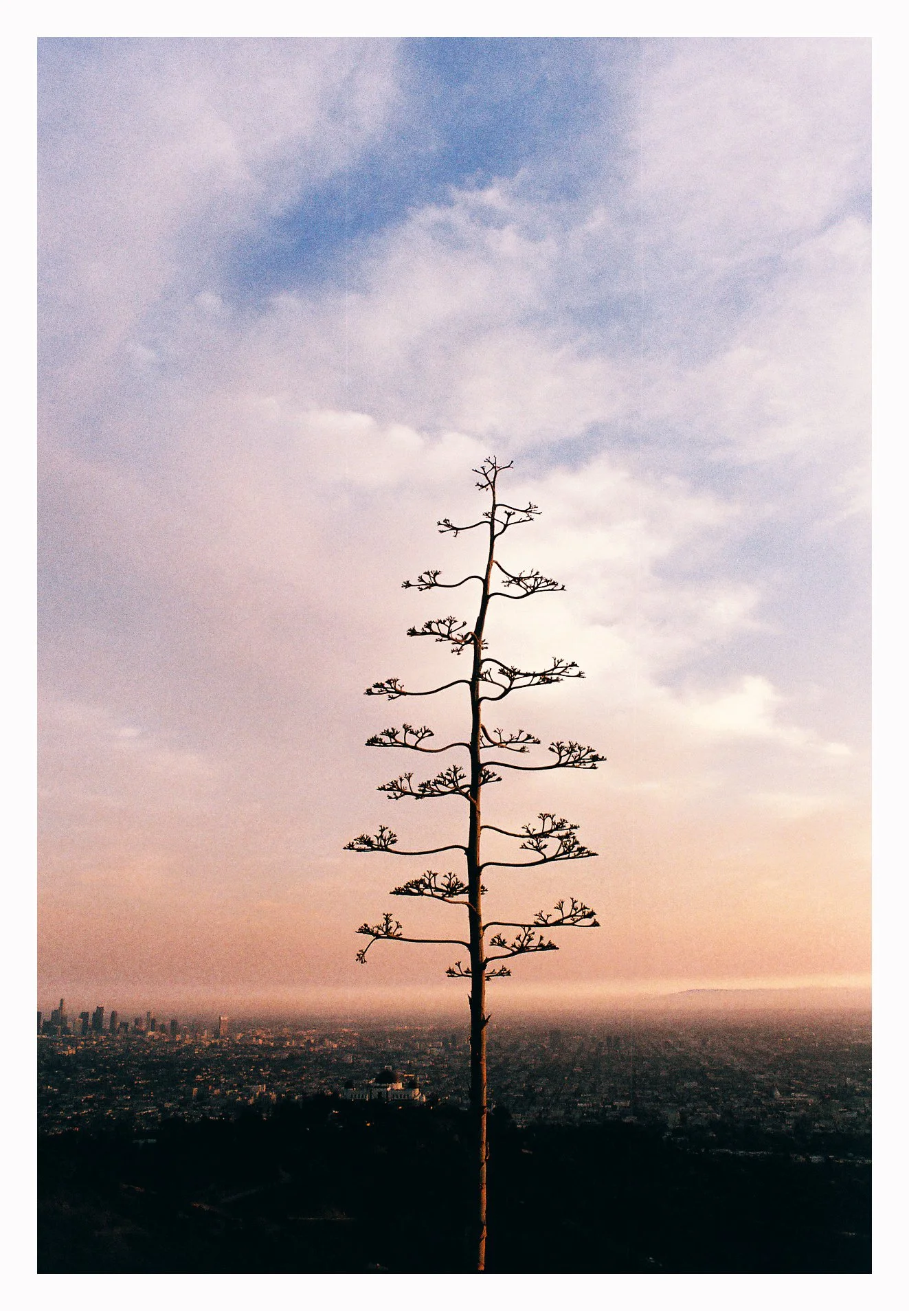 Century Plant over Los Angeles
