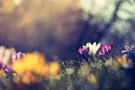 Restorative Yoga & Acupuncture for Pre-Summer Renewal