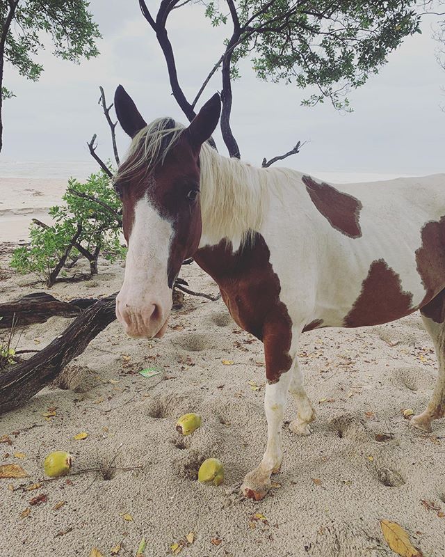 Love meeting this guy on our early morning runs on the empty beach. Follow your instinct, feel your path! #horse #happy #morningrun #feelfree #vacation #villamakai #santateresa