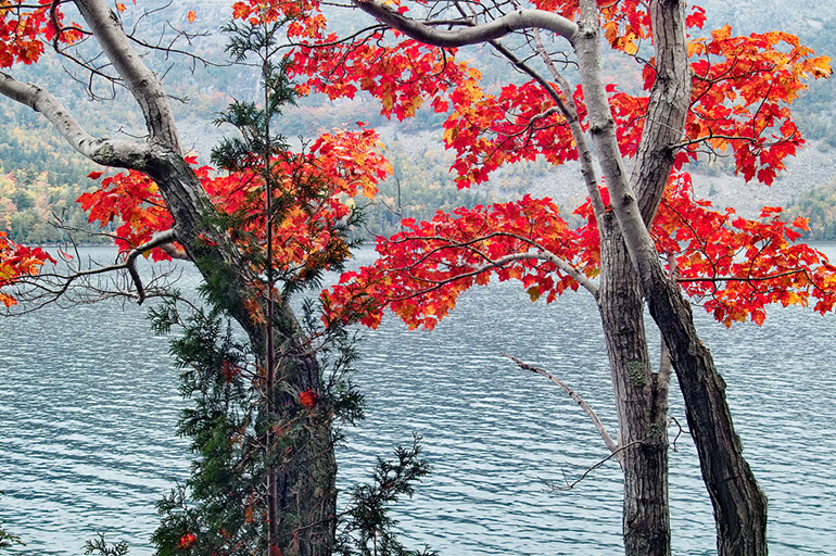 Red Maples, Jordan Pond. Acadia National Park, ME. 2008