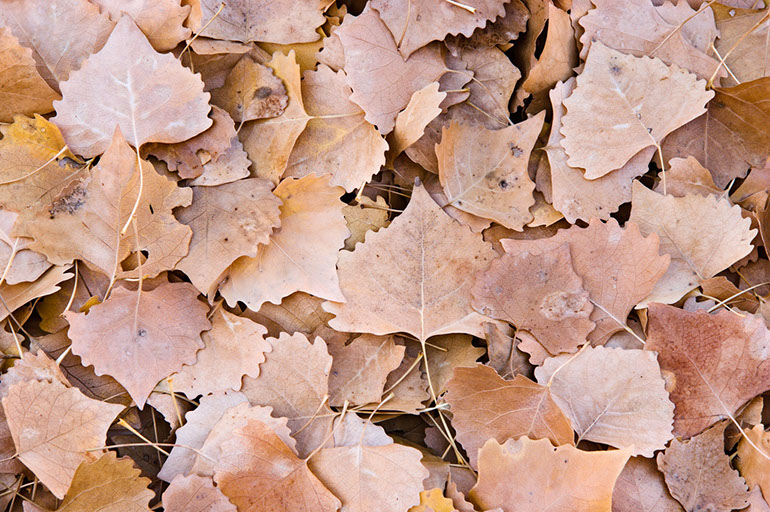 Cottonwood Leaves. Burr Trail, Boulder Mountain, UT. 2006