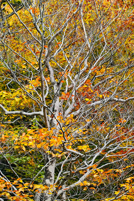 Maple Branches. Acadia National Park, ME. 2004