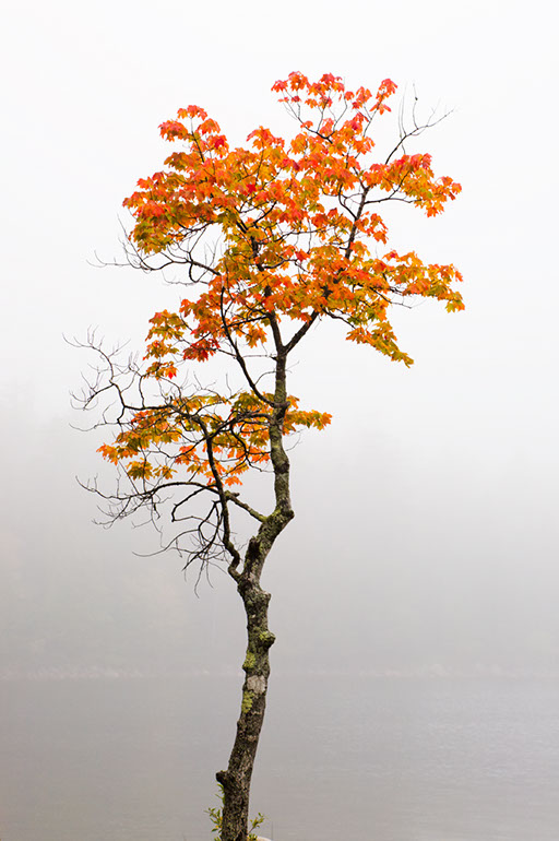 Sugar Maple in the Mist, Jordan Pond. Acadia National Park, ME. 2008.