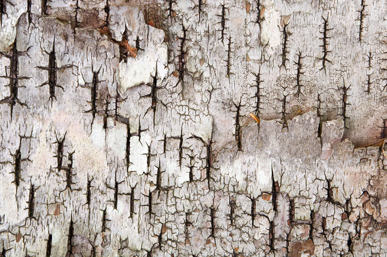 Birch Bark Detail. Acadia National Park, ME. 2008