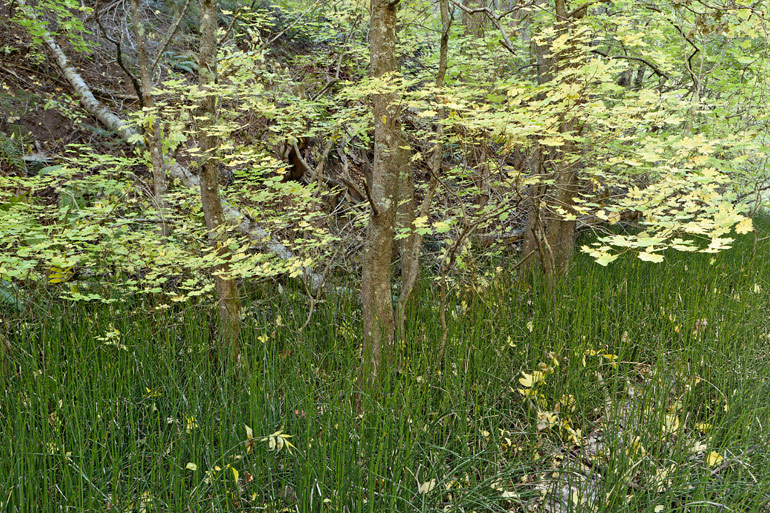 Maple & Reeds. Oak Creek Canyon, AZ. 2010