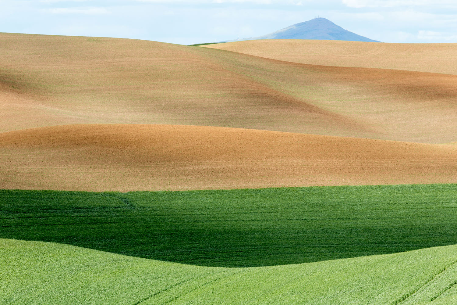 Palouse Wheat-field, WA. Study #24. 2013 (46°47'11.826" N 117°20'19.59" W)