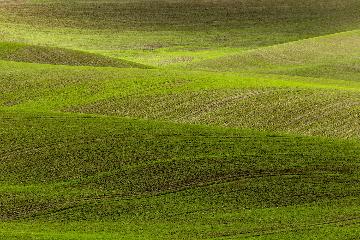 Palouse Wheat-field, WA. Study #21.  2013 (46°58'56.274" N 117°15'53.394" W)