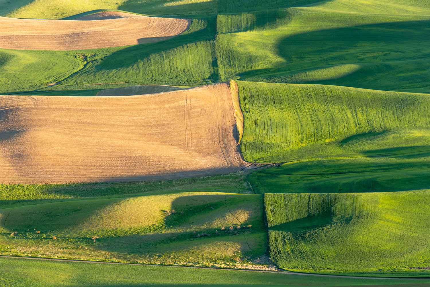 Palouse Wheat-field, WA. Study #33. 2013 (47°1'54.354" N 117°17'50.676" W)