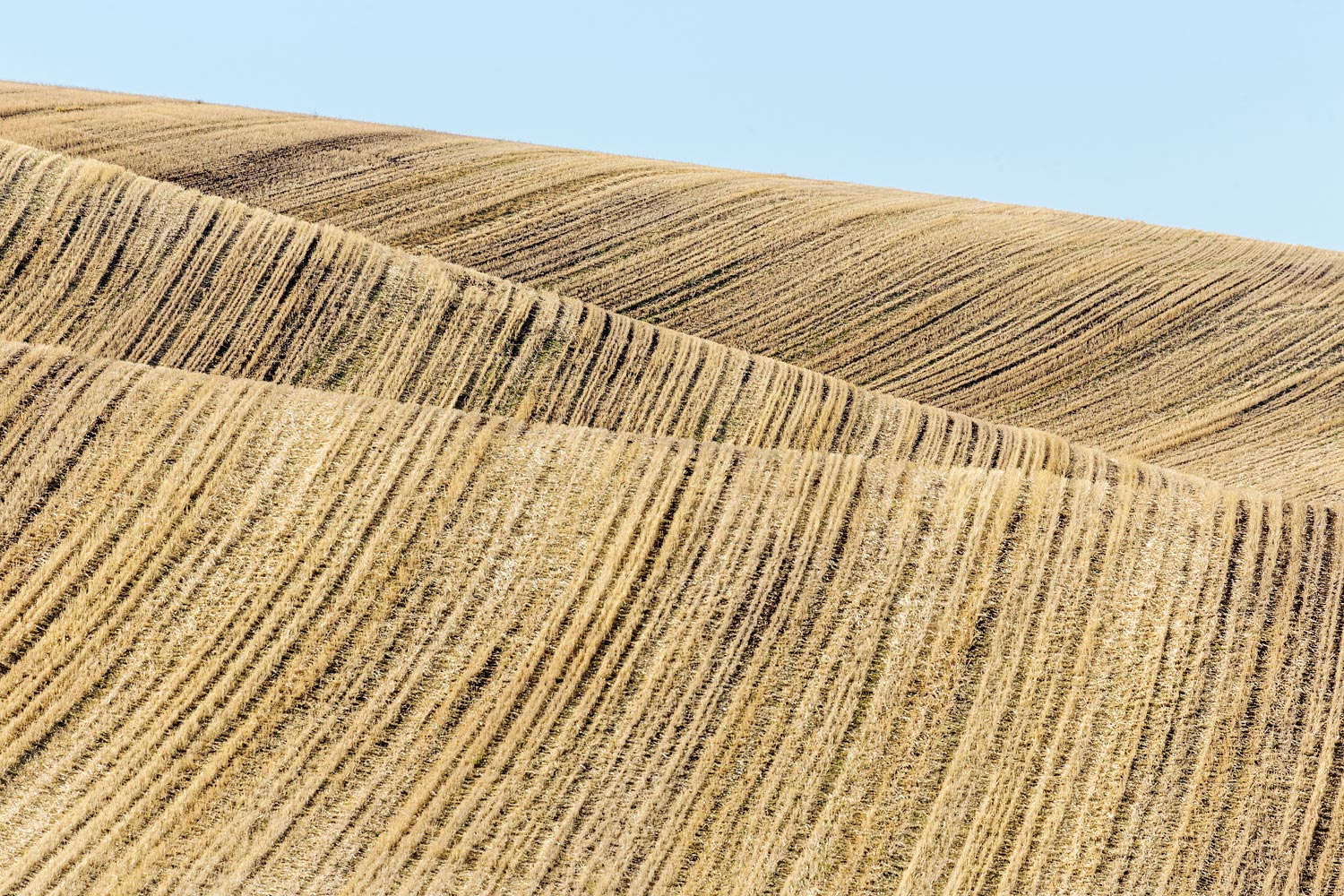 Palouse Wheat-field, WA. Study #54. 2016 (46°53'51.192" N 117°11'10.548" W)