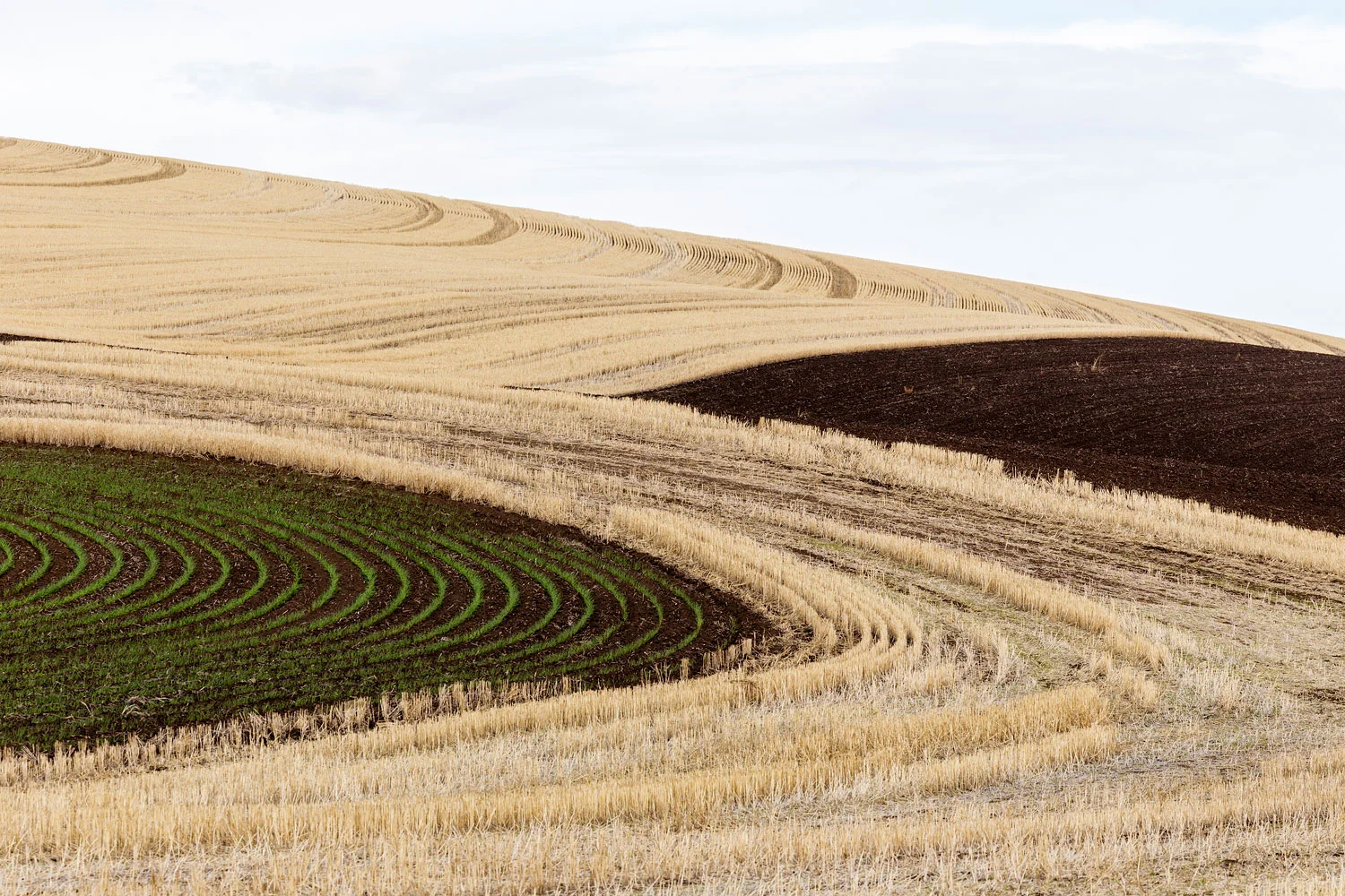 Palouse, WA. Study #67 (46 49.2984N 117 39.8187W)