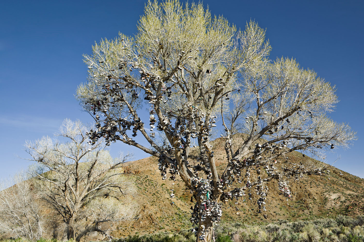 The Shoe Tree. Highway 50, Nevada