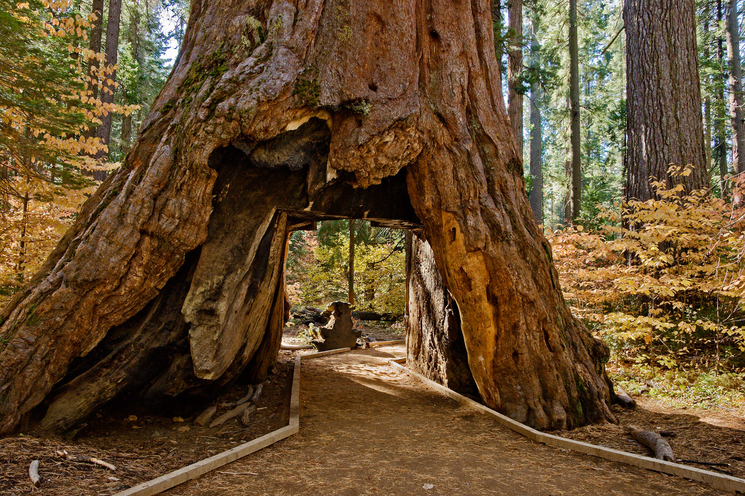 Tree Tunnel. Calaveras Big Trees, CA