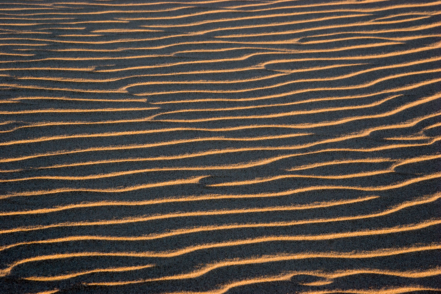 Dune Ripples