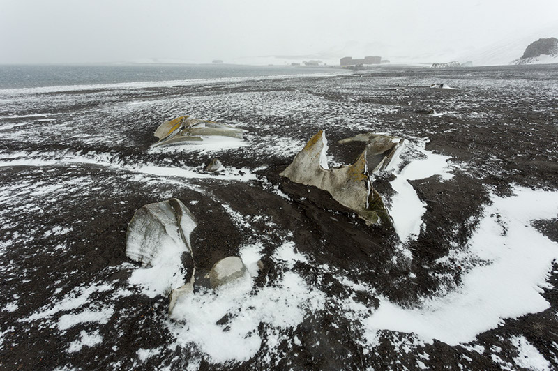 Whale Bones. Deception Island, Antarctica