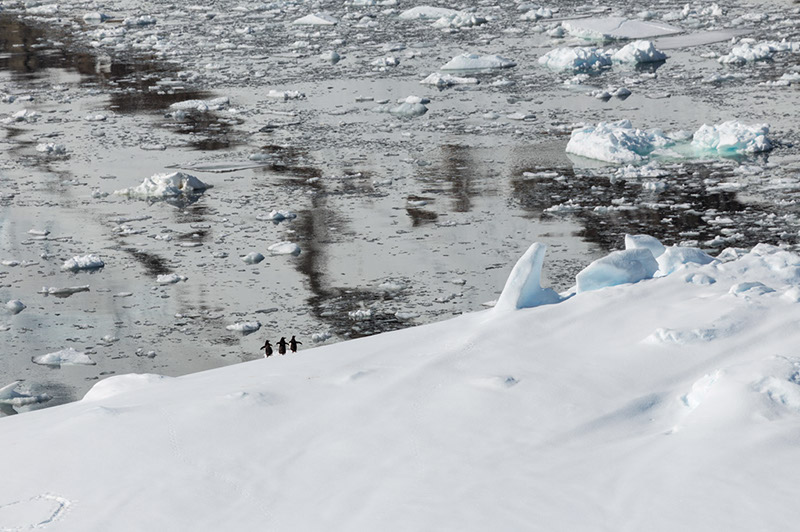Three Gentoo Penguins on Iceberg
