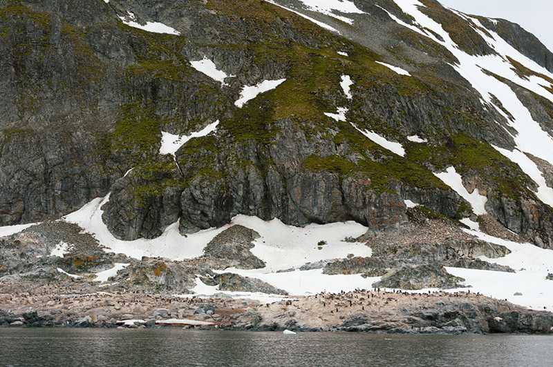Lichen Encrusted Mountainside on Cuverville Island. Antarctica