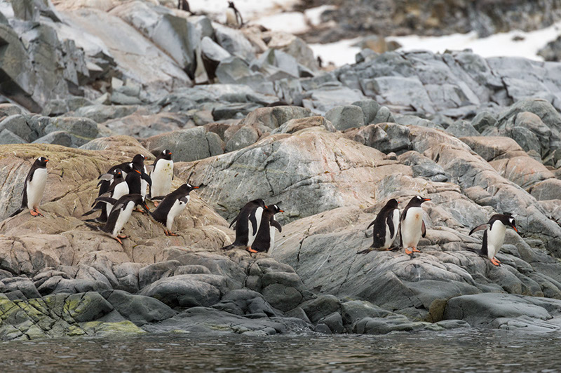 Gentoo Penguins Prepare for a Dive. Cuverville Island, Antarctica