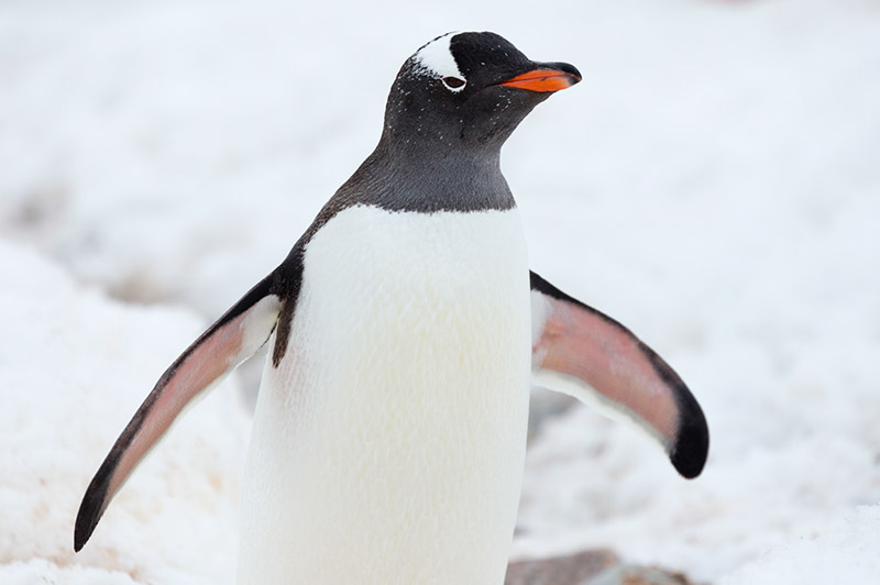 Gentoo Penguin. Cuverville Island. Antarctica