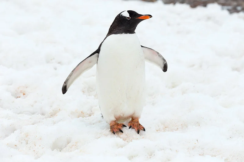 Gentoo Penguin. Cuverville Island. Antarctica