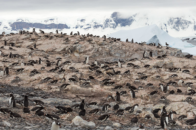 Gentoo Penguin Rookery. Cuverville Island. Antarctica