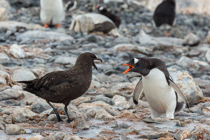 South polar skua and Gentoo Penguin Face Off - Pt 1. Cuverville Island. Antarctica