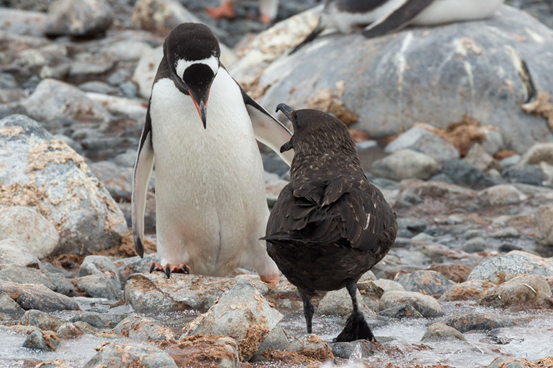 South polar skua and Gentoo Penguin Face Off - Pt 2. Cuverville Island. Antarctica