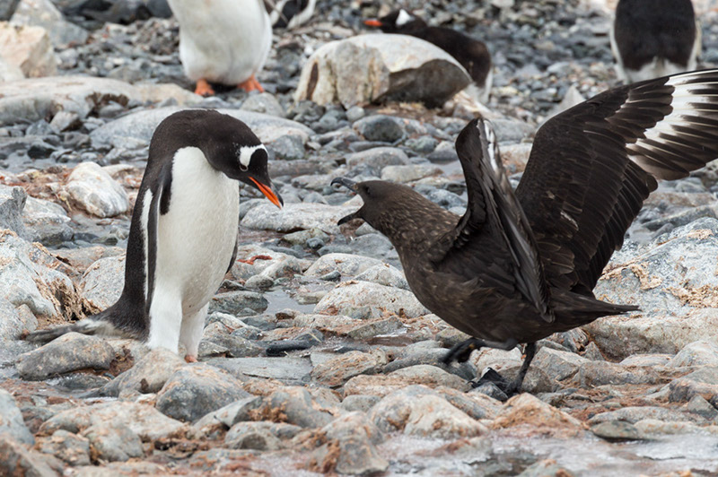 South polar skua and Gentoo Penguin Face Off - Pt 3. Cuverville Island. Antarctica