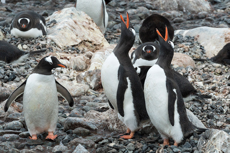 Gentoo Penguins Calling. Cuverville Island Rookery, Antarctica