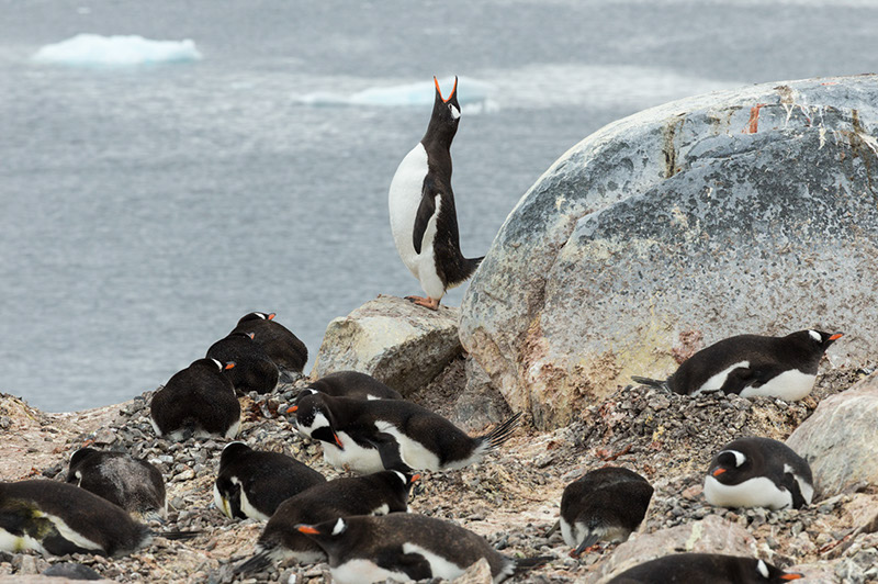 Gentoo Penguin Calling. Cuverville Island Rookery, Antarctica