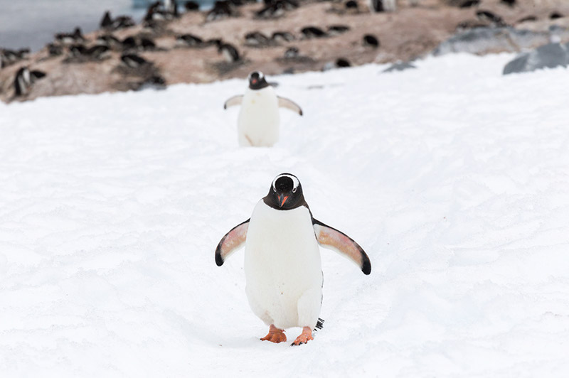 Waddling down the Penguin Highway. Cuverville Island Rookery, Antarctica