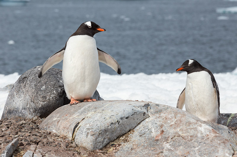 Gentoo Penguins. Cuverville Island Rookery, Antarctica