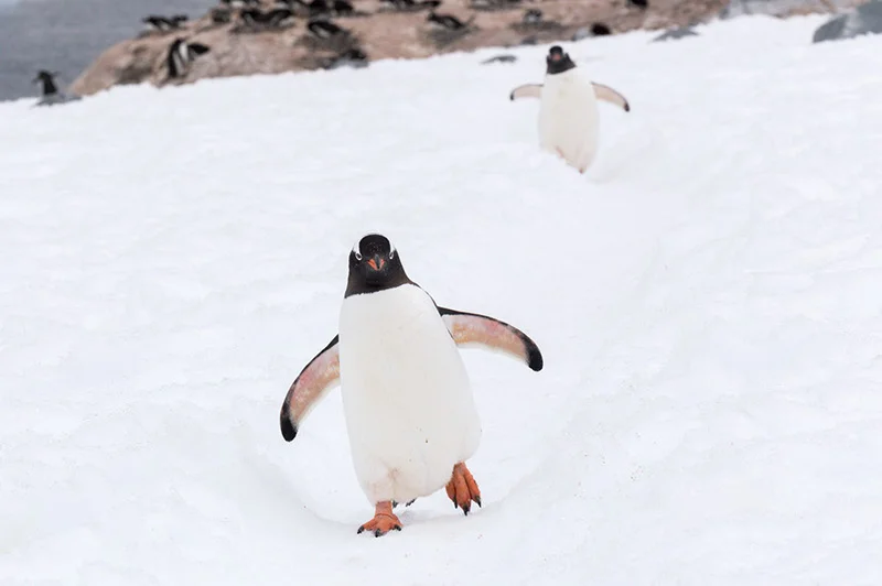 Waddling down the Penguin Highway. Cuverville Island Rookery, Antarctica