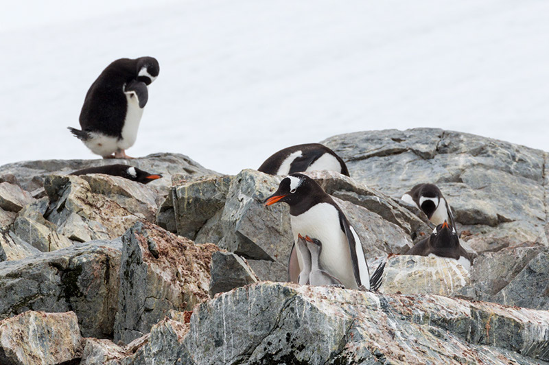 Gentoo Penguin with Chicks. Cuverville Island Rookery, Antarctica