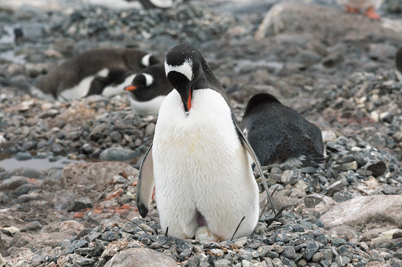 Gentoo Penguin with Egg. Cuverville Island Rookery, Antarctica