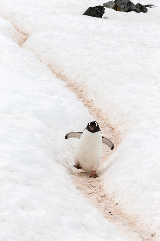 Gentoo on the Penguin Highway. Cuverville Island Rookery, Antarctica