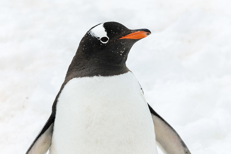 Gentoo Penguin. Cuverville Island Rookery, Antarctica
