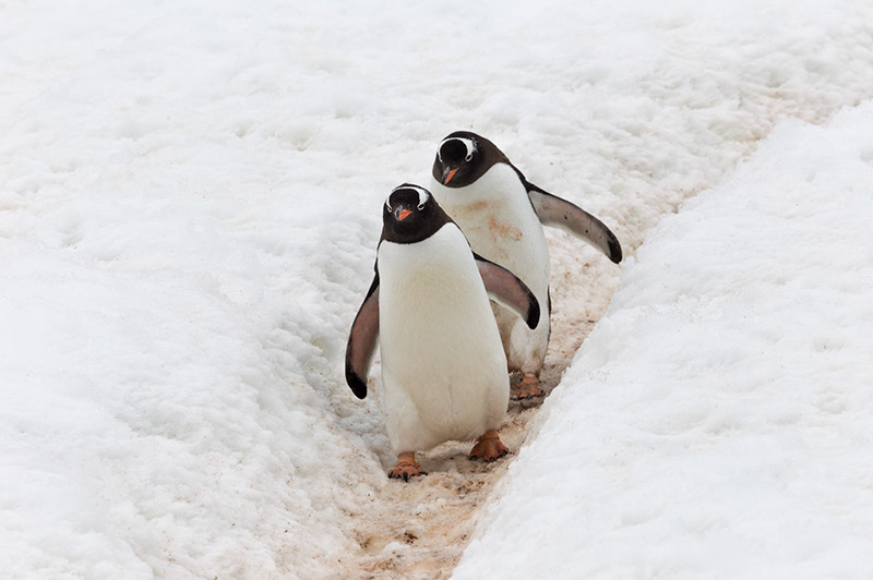 Gentoos' on the Penguin Highway. Cuverville Island Rookery, Antarctica