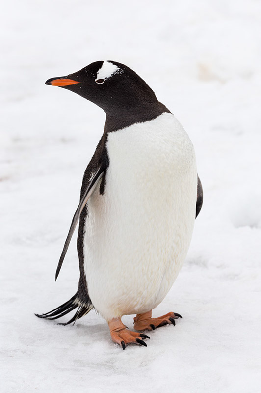 Gentoo Penguin in Profile. Cuverville Island, Antarctica