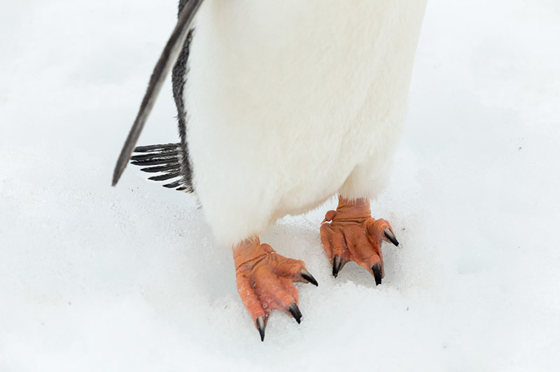 Gentoo Penguin Foot Study. Cuverville Island, Antarctica