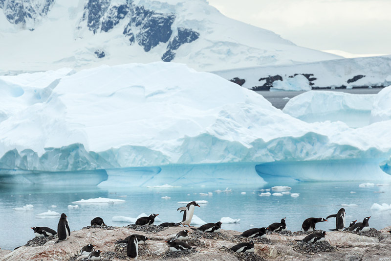 Gentoo Penguin Rookery. Cuverville Island, Antarctica