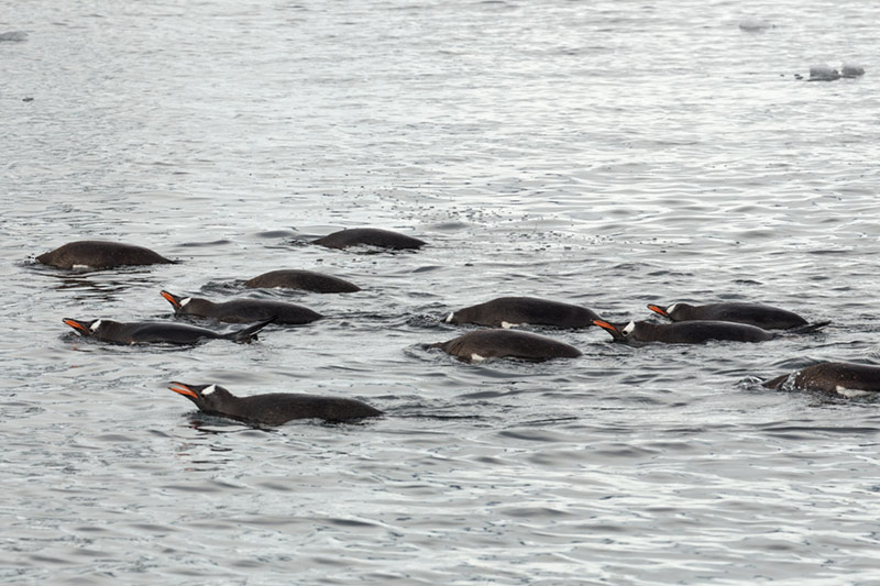 Gentoo Penguins. Arctowski Peninsula, Antarctica