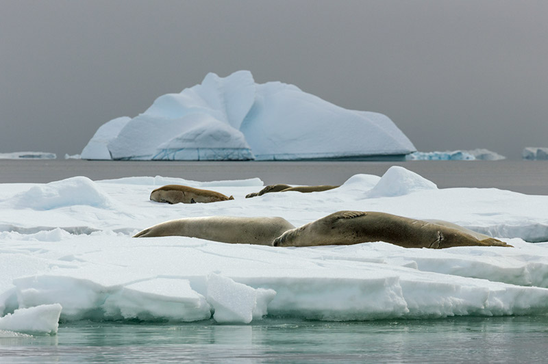 Crabeater Seals on iceflow. Arctowski Peninsula, Antarctica