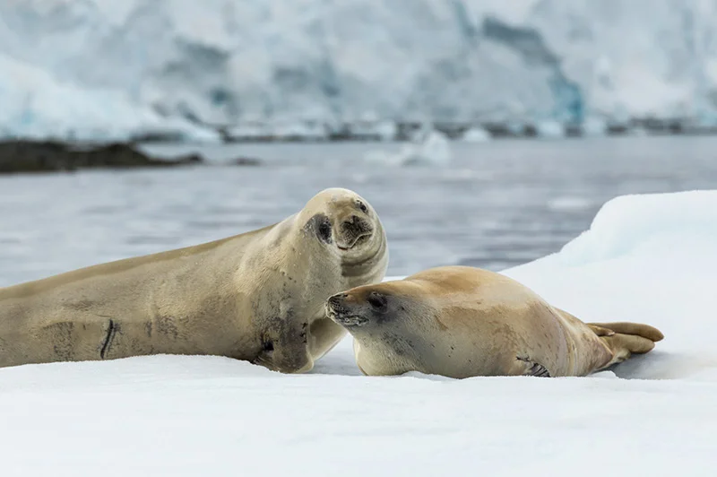 Crabeater Seals on iceflow. Arctowski Peninsula, Antarctica