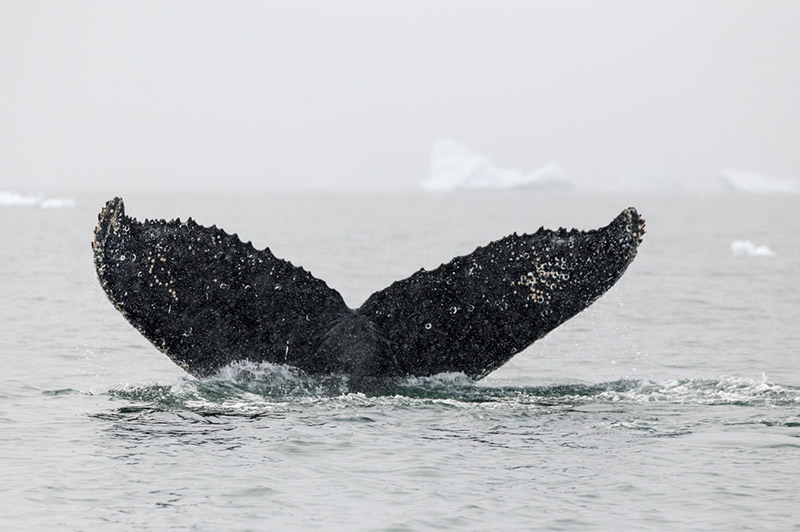 Humpback Whale Tail Fin. Dallmann Fjords, Antarctica