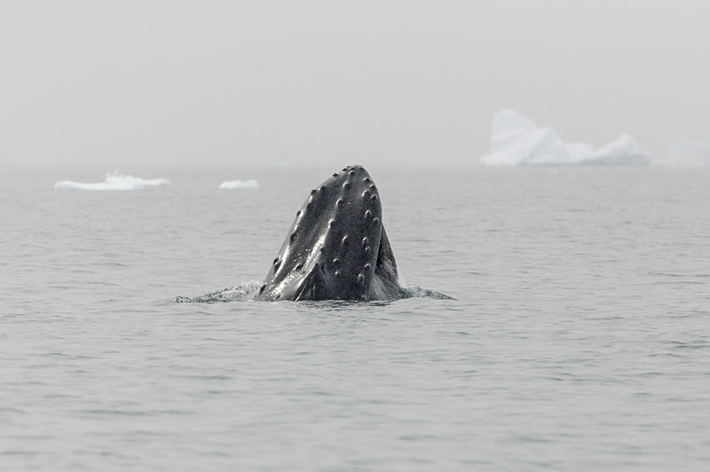 Humpback Whale Surfaces. Dallmann Fjords, Antarctica