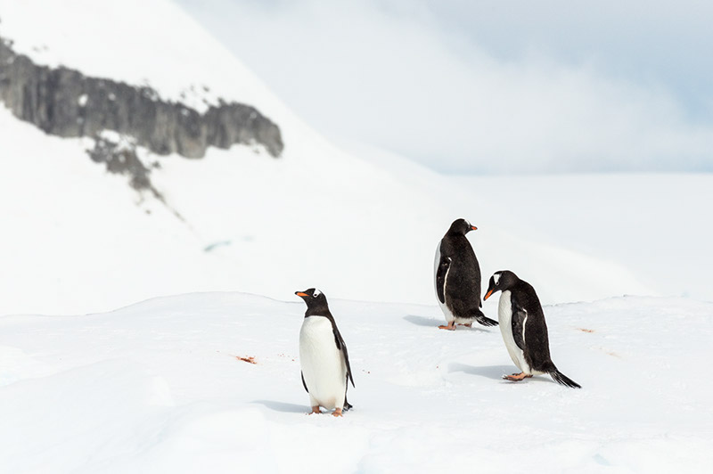 Gentoo Penguins on Passing Iceberg. Dallmann Fjords, Antarctica