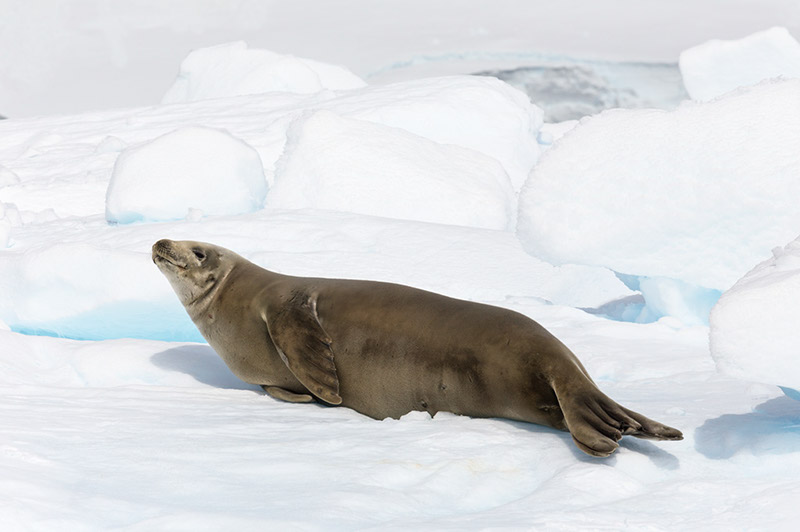 Crabeater Seal. Dallmann Fjords, Antarctica