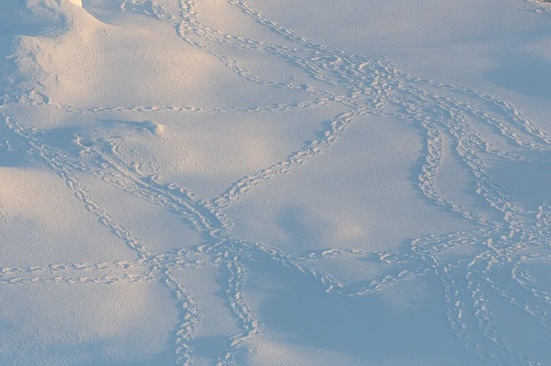 Penguin Tracks on Iceberg. Anvers Island, Antarctica