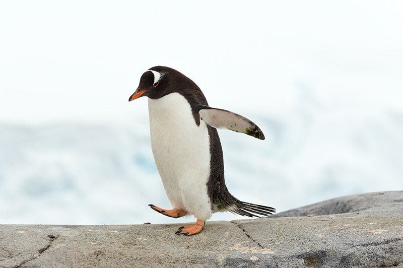 Gentoo Penguin. British Research Station. Port Lockroy, Antarctica