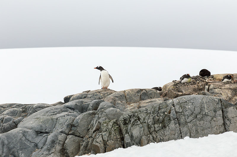 Nesting Gentoo Penguins. British Research Station. Port Lockroy, Antarctica